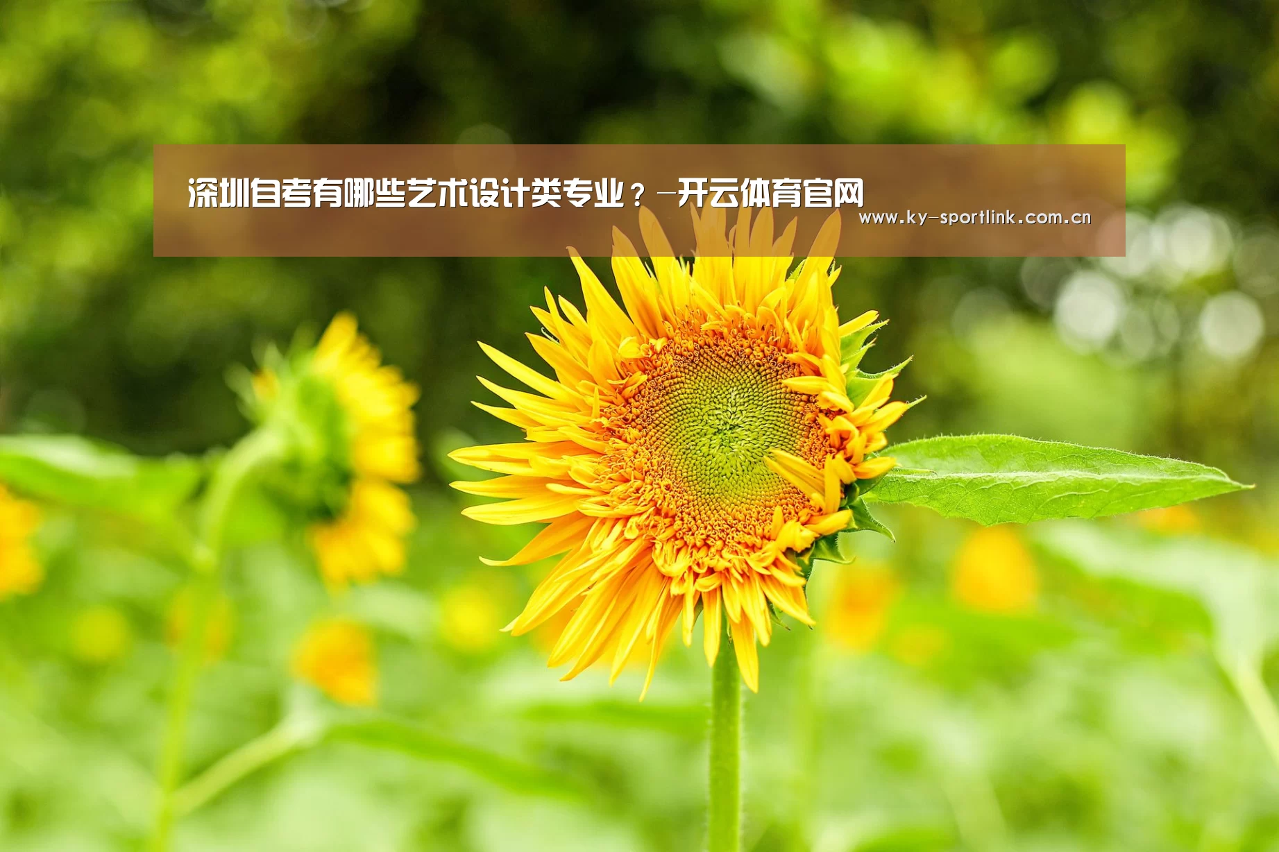 开云热门赛事